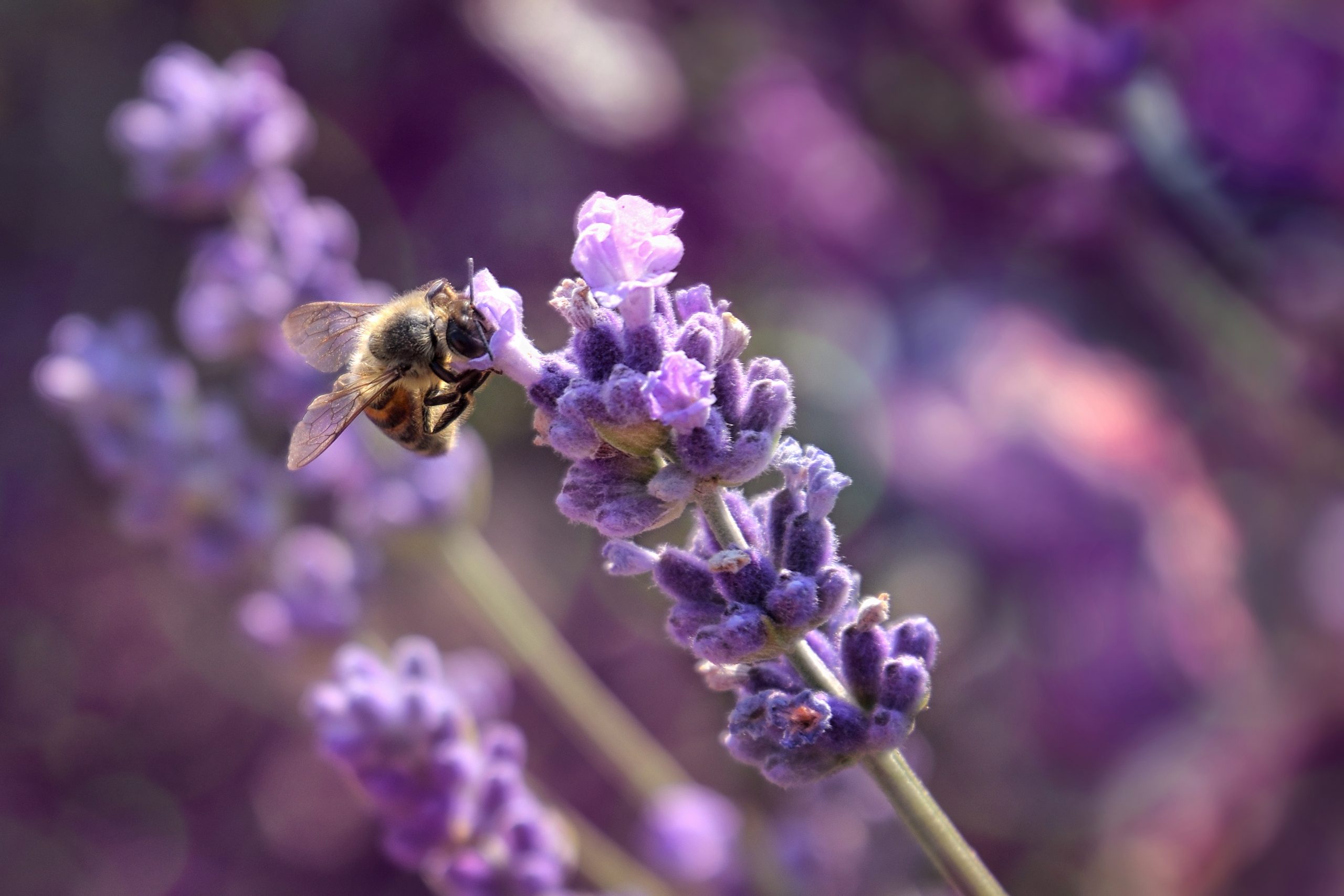 Synonyme De Entrer Dans La Peau